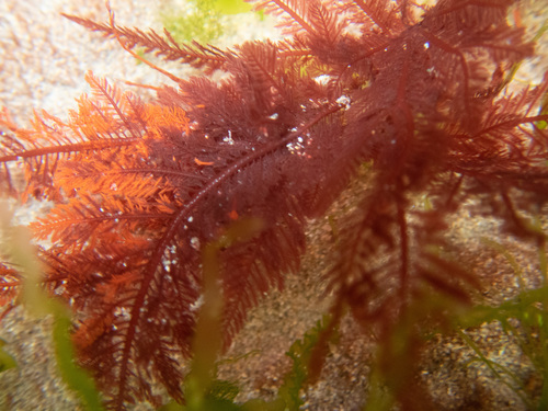 Ptilota gunneri observed 2020-07-23