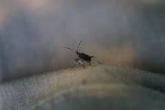 Dicranocephalus medius