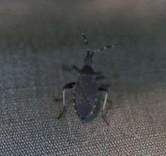 Dicranocephalus medius