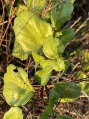 Ribes viburnifolium
