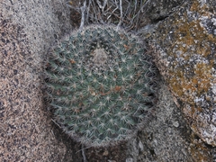 Mammillaria grusonii