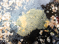 Lepadogaster purpurea