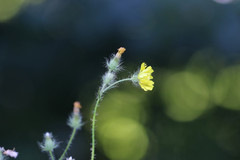 Crepis setosa