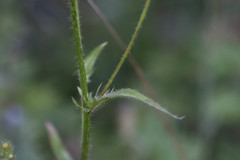 Crepis setosa