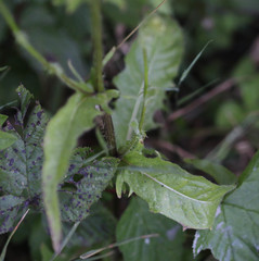 Crepis setosa