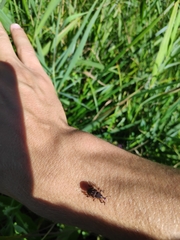 Hylobius transversovittatus