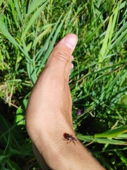 Hylobius transversovittatus