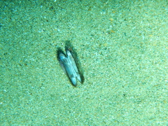 Barbatia barbata