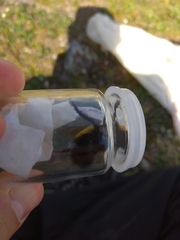 Bombus hyperboreus