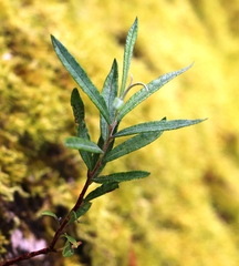 Salix eleagnos