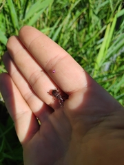 Hylobius transversovittatus