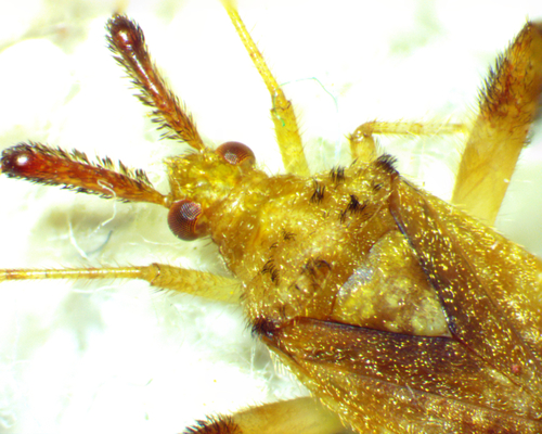 Clouded Plant Bug photo 3