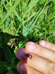 Hylobius transversovittatus