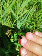 Hylobius transversovittatus