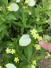 Pseudomussaenda flava