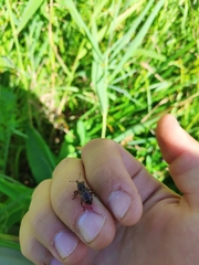 Hylobius transversovittatus