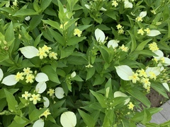 Pseudomussaenda flava