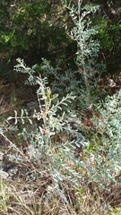 Indigofera lindheimeriana