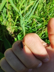 Hylobius transversovittatus