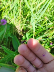 Hylobius transversovittatus