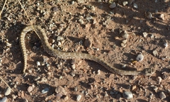 Crotalus oreganus concolor