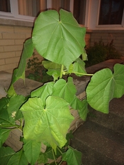 Abutilon theophrasti