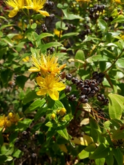Hypericum hircinum