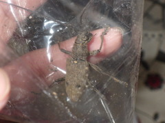 Pelargoderus bipunctatus