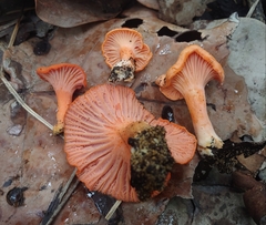 Cantharellus coccolobae