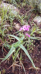 Tradescantia bracteata