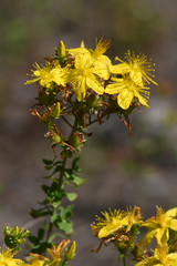 Hypericum maculatum obtusiusculum