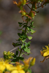 Hypericum maculatum obtusiusculum