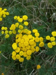 Tanacetum vulgare