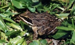 Rana macrocnemis