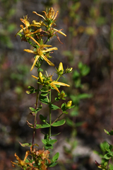 Hypericum maculatum obtusiusculum