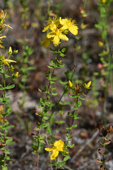Hypericum maculatum obtusiusculum