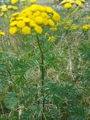 Tanacetum vulgare