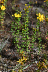 Hypericum maculatum obtusiusculum