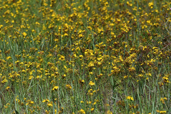 Hypericum maculatum obtusiusculum