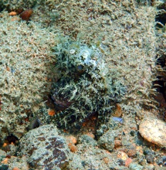 Abdopus aculeatus