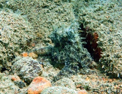 Abdopus aculeatus