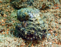 Abdopus aculeatus