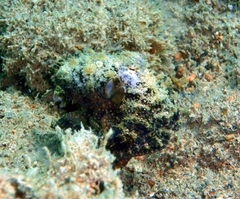 Abdopus aculeatus