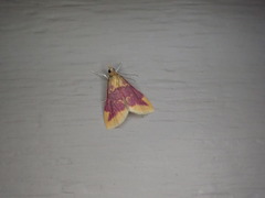 Pyrausta pythialis
