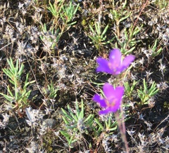 Phemeranthus calcaricus