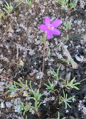 Phemeranthus calcaricus