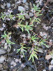 Phemeranthus calcaricus