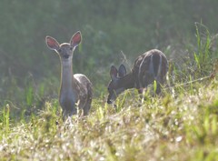 Odocoileus virginianus texanus