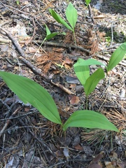Convallaria majalis