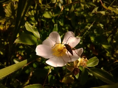Lepturini